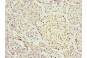 Immunohistochemistry of paraffin-embedded human pancreatic tissue using ABIN7164439 at dilution of 1:100