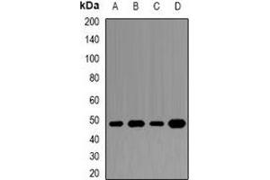 Western blot analysis of DAX1 expression in Jurkat (A), MCF7 (B), HepG2 (C), mouse spleen (D) whole cell lysates. (NR0B1 anticorps)