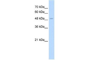WB Suggested Anti-AADAT Antibody Titration:  1.