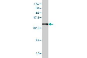 Western Blot detection against Immunogen (38. (BCAP29 anticorps  (AA 125-241))