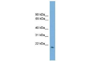 GPX2 antibody used at 0. (Glutathione Peroxidase 2 anticorps  (Middle Region))