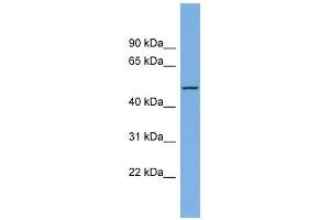 LIPI antibody used at 1 ug/ml to detect target protein. (Lipase I anticorps  (Middle Region))