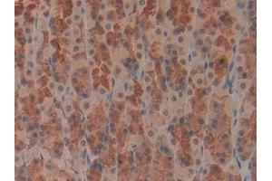 DAB staining on IHC-P; Samples: Rat Stomach Tissue