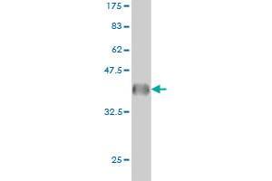 Western Blot detection against Immunogen (35.