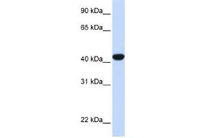 WB Suggested Anti-FAH Antibody Titration:  0. (FAH anticorps  (N-Term))