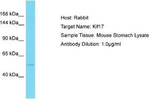 Host: Rabbit Target Name: Kif17 Sample Type: Mouse Stomach lysates Antibody Dilution: 1. (KIF17 anticorps  (Middle Region))