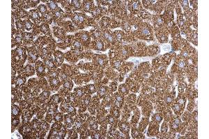 IHC-P Image ETFA antibody detects ETFA protein at mitochondria on mouse liver by immunohistochemical analysis. (ETFA anticorps  (Center))