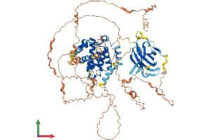 AlphaFold protein structure predicition of Human Recombinant SYDE1 Protein, UniprotID Q6ZW31