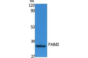 Western Blotting (WB) image for anti-Fas Apoptotic Inhibitory Molecule 2 (FAIM2) (N-Term) antibody (ABIN3178099) (FAIM2 anticorps  (N-Term))