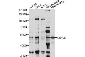 Western blot analysis of extracts of various cell lines, using UEVLD antibody (ABIN6294015) at 1:1000 dilution. (UEVLD anticorps)