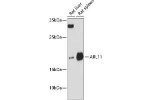 Western blot analysis of extracts of various cell lines, using  antibody (ABIN6131174, ABIN6137107, ABIN6137108 and ABIN6217159) at 1:3000 dilution. (ARL11 anticorps  (AA 1-196))