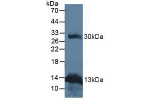 Figure. (RANKL anticorps  (AA 79-247))