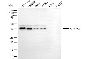 Western blotting analysis using GMPR2 antibody (ABIN7798823).