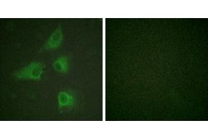 Peptide - +Immunofluorescence analysis of HeLa cells, using DRP-2 (Ab-514) antibody. (DRP2 anticorps  (Thr514))