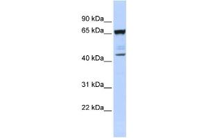 Western Blotting (WB) image for anti-Sex Comb On Midleg-Like 4 (SCML4) antibody (ABIN2458097) (SCML4 anticorps)