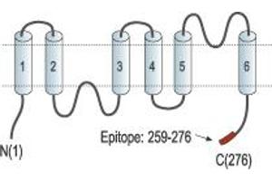 anti-Aquaporin 6, Kidney Specific (AQP6) (AA 259-276), (C-Term), (Intracellular) antibody