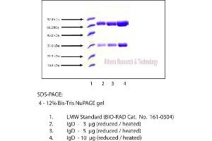 Gel Scan of Immunoglobulin D (IgD), Human Plasma  This information is representative of the product ART prepares, but is not lot specific. (IgD Protéine)