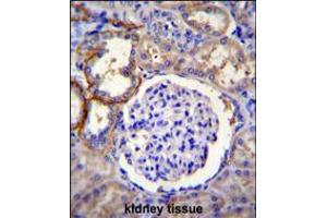 FA96A Antibody immunohistochemistry analysis in formalin fixed and paraffin embedded human kidney tissue followed by peroxidase conjugation of the secondary antibody and DAB staining. (FAM96A anticorps  (C-Term))
