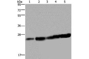 Western Blot analysis of Hela and Jurkat cell, Mouse liver tissue, K562 and A375 cell using MOB1A Polyclonal Antibody at dilution of 1:200 (MOB1A anticorps)