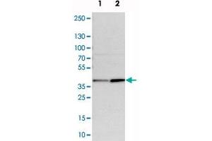Western blot analysis of cell lysates with CALHM2 polyclonal antibody . (CALHM2 anticorps)
