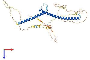AlphaFold protein structure predicition of Human Recombinant TFEC Protein, UniprotID O14948