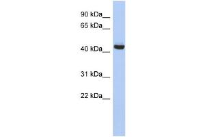 WB Suggested Anti-EXOC4 Antibody Titration: 0. (Sec8 anticorps  (N-Term))