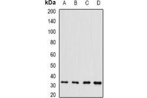 Western blot analysis of Brn-5 expression in HepG2 (A), Raji (B), mouse liver (C), rat kidney (D) whole cell lysates. (POU6F1 anticorps)