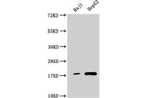 Western Blot Positive WB detected in: Raji whole cell lysate, HepG2 whole cell lysate All lanes: Cyclophilin A antibody at 1:1500 Secondary Goat polyclonal to rabbit IgG at 1/50000 dilution Predicted band size: 19, 12 kDa Observed band size: 19 kDa (Recombinant PPIA anticorps)