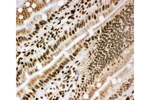 IHC-F testing of rat intestine tissue (Lamin B1 anticorps  (AA 570-586))