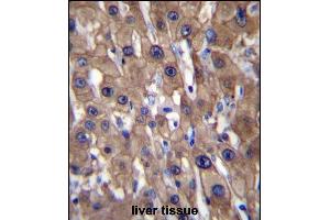 T1A Antibody (N-term) (ABIN656632 and ABIN2845877) immunohistochemistry analysis in forlin fixed and paraffin embedded hun liver tissue followed by peroxidase conjugation of the secondary antibody and DAB staining. (MAT1A anticorps  (N-Term))