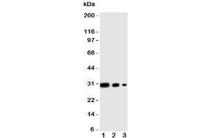 Western blot testing of CRTC1 antibody and human recombinant protein, 29KD with tag;  Lane 1: 10ng;  2: 5ng;  3: 2.