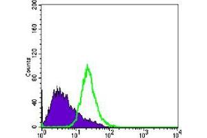 Flow cytometric analysis of PC-3 cells using anti-NKX3A mAb (green) and negative control (purple).