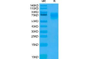 Human CD155 on Tris-Bis PAGE under reduced condition.