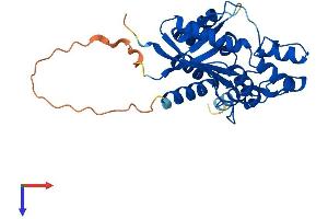 AlphaFold protein structure predicition of Mouse Recombinant Nmnat1 Protein, UniprotID Q9EPA7