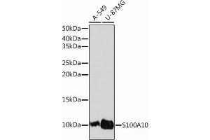 Western blot analysis of extracts of various cell lines, using S100 Rabbit mAb (ABIN7270122) at 1:1000 dilution. (S100A10 anticorps)