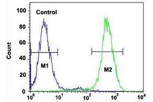 Flow cytometric analysis of Jurkat cells (right histogram) and a negative control cell (left histogram) reacted with RPS6KB2 monoclonal antibody  at 1:10-1:50 dilution. (RPS6KB2 anticorps)