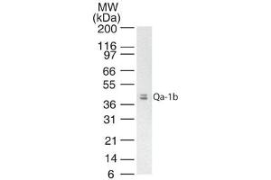Image no. 1 for anti-Histocompatibility 2, T Region Locus 23 (H2-T23) antibody (ABIN959931)