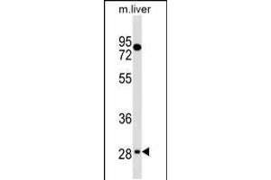 Western blot analysis in mouse liver tissue lysates (35ug/lane). (TEF anticorps  (C-Term))