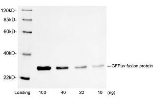 Western blot analysis of GFPuv fusion protein using 1 µg/mL Rabbit Anti-GFP Polyclonal Antibody (ABIN398857) The signal was developed with IRDyeTM 800 Conjugated Goat Anti-Rabbit IgG. (GFP anticorps)