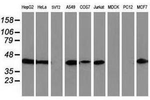 Image no. 3 for anti-ADP-Ribosylation Factor GTPase Activating Protein 1 (ARFGAP1) antibody (ABIN1496683) (ARFGAP1 anticorps)