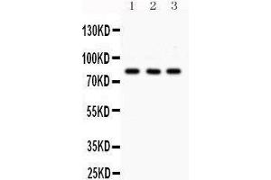 Western Blotting (WB) image for anti-Sp3 Transcription Factor (Sp3) (AA 569-599), (C-Term) antibody (ABIN3043350) (Sp3 anticorps  (C-Term))