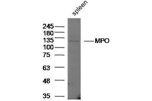 Rat spleen lysates probed with Rabbit Anti-MPO Polyclonal Antibody, Unconjugated  at 1:5000 for 90 min at 37˚C. (Myeloperoxidase anticorps  (AA 678-745))