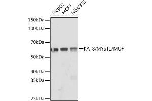 Western blot analysis of extracts of various cell lines, using K/MYST1/MOF Rabbit mAb (ABIN7268063) at 1:1000 dilution. (MYST1 anticorps)