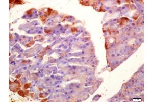 Formalin-fixed and paraffin embedded mouse pancreas labeled with Anti-SGK1 Polyclonal Antibody, Unconjugated (ABIN1385850) at 1:200 followed by conjugation to the secondary antibody and DAB staining
