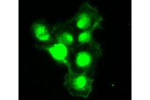 Anti-SILV mouse monoclonal antibody (ABIN2452257) immunofluorescent staining of COS7 cells transiently transfected by pCMV6-ENTRY SILV (RC200663). (Melanoma gp100 anticorps)