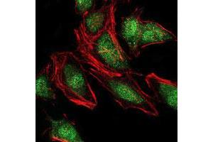 Immunofluorescence analysis of HeLa cells using NEDD8 monoclonal antibody, clone 5B8  (green). (NEDD8 anticorps)