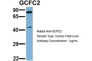 Host: Rabbit   Target Name: GCFC2   Sample Tissue: Human Fetal Liver  Antibody Dilution: 1. (GCFC2 anticorps  (N-Term))