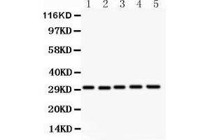 Anti- CD82 Picoband antibody, Western blottingAll lanes: Anti CD82  at 0. (CD82 anticorps  (AA 98-267))