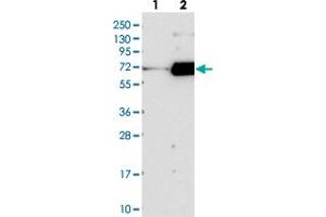 Western blot analysis of Lane 1: Negative control (vector only transfected HEK293T lysate), Lane 2: Over-expression Lysate (Co-expressed with a C-terminal myc-DDK tag (~3. (FAM198B anticorps)