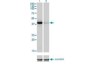 Western blot analysis of NEIL2 over-expressed 293 cell line, cotransfected with NEIL2 Validated Chimera RNAi (Lane 2) or non-transfected control (Lane 1). (NEIL2 anticorps  (AA 1-332))